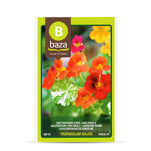 Blumensaat / einjährige Pflanze - 6610 - BAZA Seeds Holland b.v. - Farbmischung / für Garten