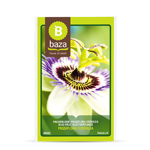 Staude-Blumensaat - Passiflora coerulea - BAZA Seeds Holland b.v. - blau / violett / Berankung