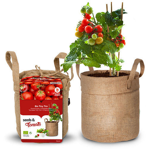 Roter Kirschtomatensamen - TINY TIM - BAZA Seeds Holland b.v. - rund