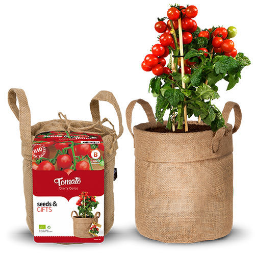 Roter Kirschtomatensamen - 130578 - BAZA Seeds Holland b.v. - biologisch / rund