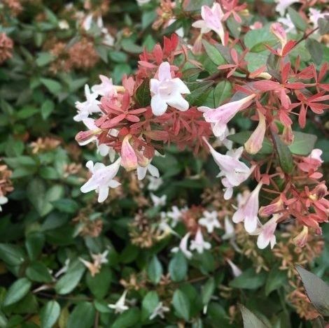 Strauch für Pflanzgefäß - Abelia - VIVAI GUAGNO Societa Agricola Semplice - mit weißen Blüten