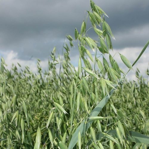 Halbspäte Hafersaat - KERTAG - SEED SERVICE s.r.o. - Frühling / halmbruchresistent / durchschnittliche Pflanzenhöhe