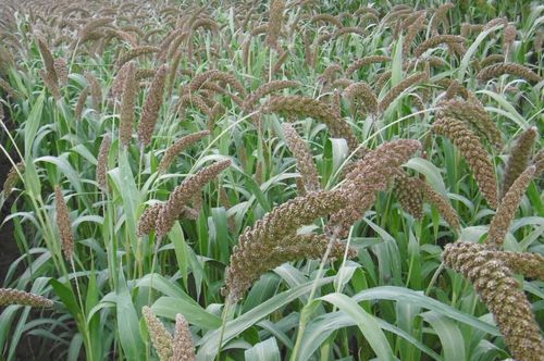 Durchschnittliche Hirsesaat - Ruberit - SEED SERVICE s.r.o. - Frühling / für Getreide / Silage