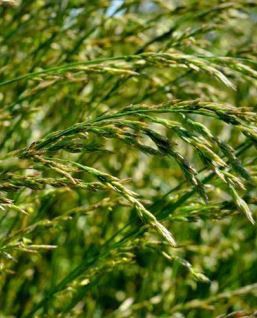 Weidegrasviehfutter - LENOR - SEED SERVICE s.r.o. - für Tiernahrung / für Rinder / für Weideland