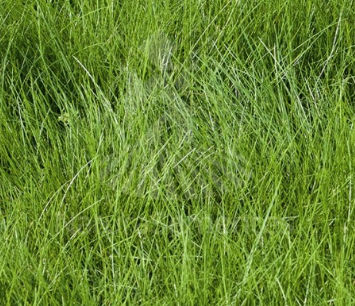 Rotschwingelviehfutter - ROLAND 21 - SEED SERVICE s.r.o. - für Tiernahrung / Bodenstrukturierung / unkrauthemmend