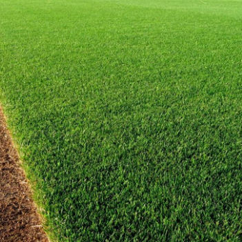 Rasensaat - Perennial Ryegrass LAUDON - SEED SERVICE s.r.o.