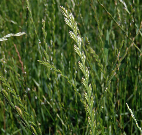 Rasensaat - Perennial Ryegrass ECOLOGIC - SEED SERVICE s.r.o.