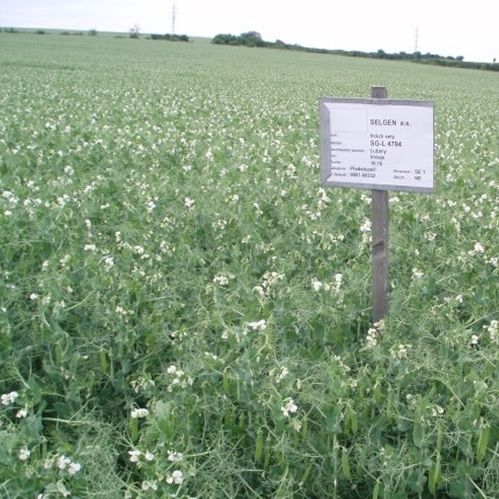 Halbspäte Eiweißerbsensaat - ESO - SEED SERVICE s.r.o. - Frühling / halmbruchresistent / Viehfutter