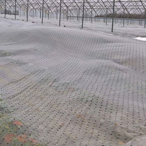Perforierte Folie - GLAESERgrow - Bodendecker / Kunststoff / Thermoeffekt