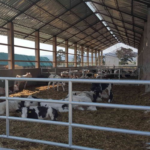 Schranke für Zuchtzwecke - GATG433 - AHI - FARM CAMARA - für Stallhaltung / für Kühe / Metall