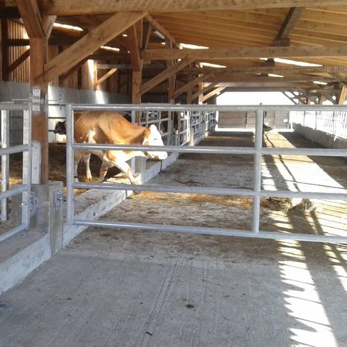 Schranke für Zuchtzwecke - GATG411 - AHI - FARM CAMARA - für Stallhaltung / für Kühe / Metall