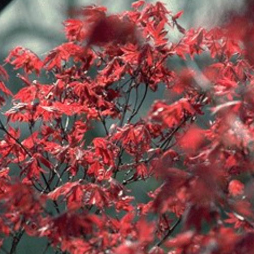 Laubbaum Baum - ORNATUM - BOWECO VOF
