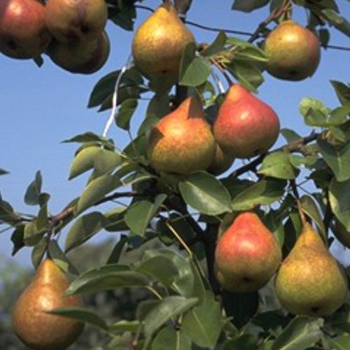 Obststrauch - DURONDEAU - BOWECO VOF