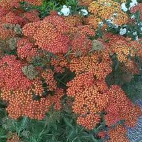 Staude-Blumenpflanzling - FEUERLAND - BOWECO VOF - rot / orange / Massiv