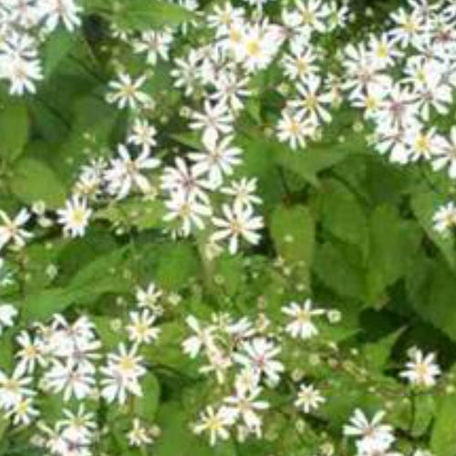 Staude-Blumenpflanzling - ASDIVARI - BOWECO VOF - weiß / für Garten