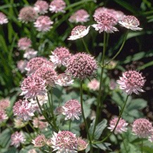 Staude-Blumenpflanzling - ROSEA - BOWECO VOF - rosa / Massiv