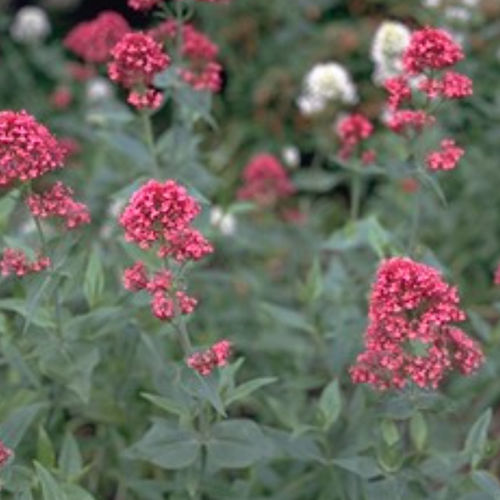 Staude-Blumenpflanzling - COCCINEUS - BOWECO VOF - rot / Massiv / für Garten