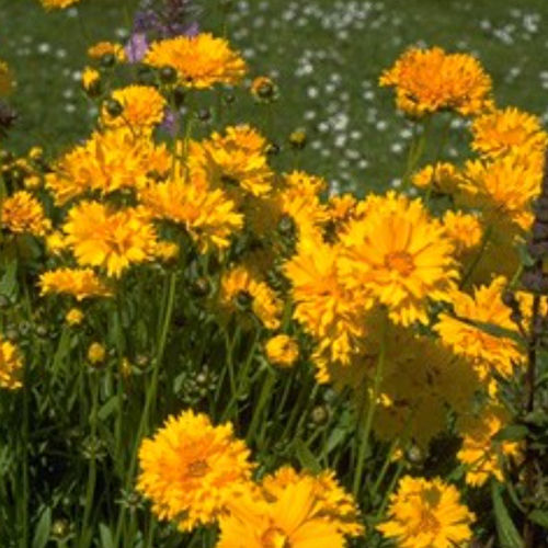 Staude-Blumenpflanzling - SUNRAY - BOWECO VOF - gelb / für Schnitt / für Garten