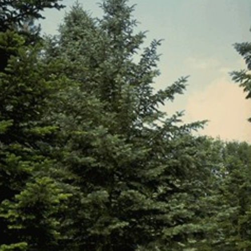 Nadelbaum Baum - ABCONCOL - BOWECO VOF