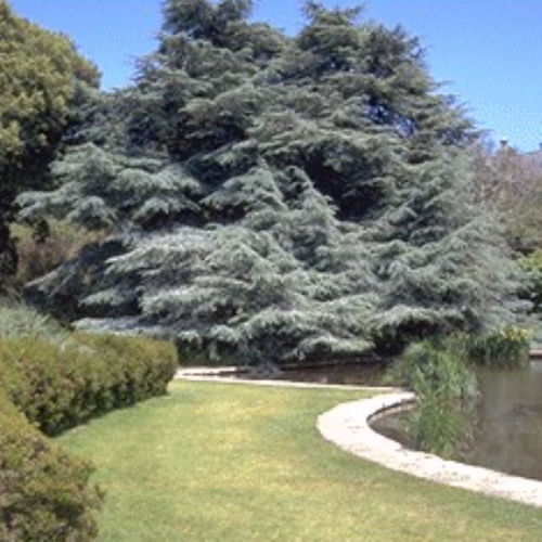 Nadelbaum Baum - GLAUCA - BOWECO VOF