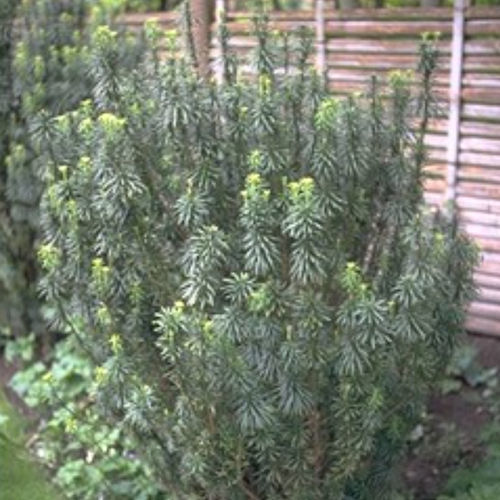 Nadelbaum Baum - FASTIGIATA - BOWECO VOF