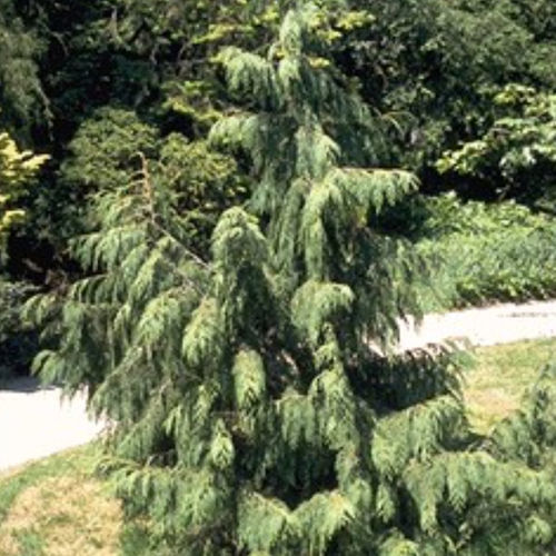 Nadelbaum Baum - PENDULA - BOWECO VOF