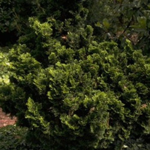 Nadelbaum Baum - NANA GRACILIS - BOWECO VOF