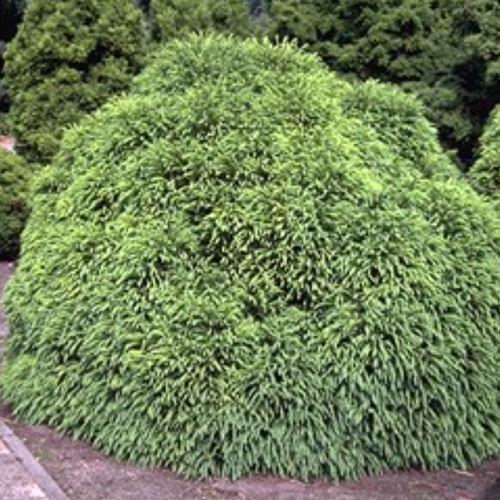 Nadelbaum Baum - GLOBOSA NANA - BOWECO VOF