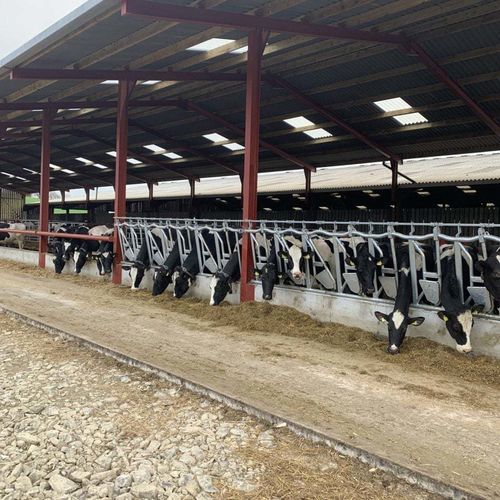 Fressgitter für Rinder - Comfort  - Wilson Agri - selbstblockierend / regelbar