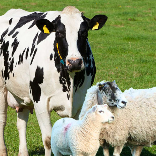 Nahrungsergänzungsmittel für Tiere - VevoFertil+™ - VitaTrace Nutrition Ltd - für Rinder / für Schafe / für Ziegen