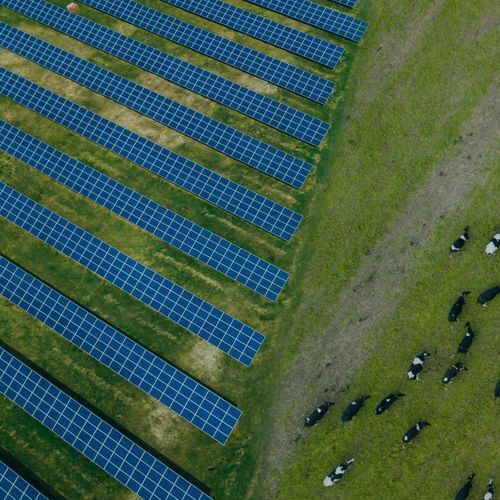 Agri-PV-Struktur / für Zuchtzwecke - Digitalsun ENR - für Rinder