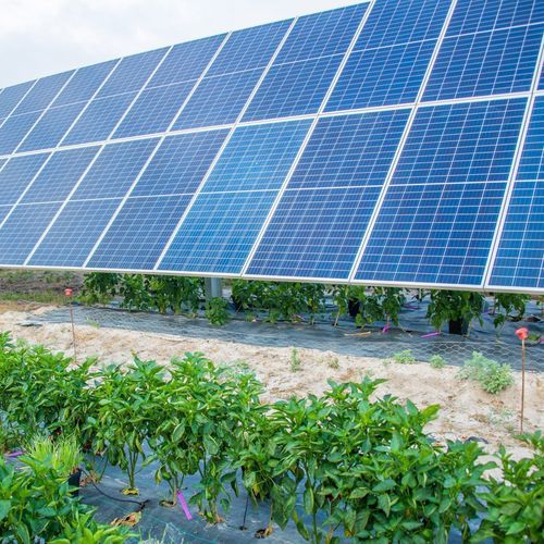 Agri-PV-Struktur / für Zuchtzwecke - AgriSun  - SOLTEC - für Anbau