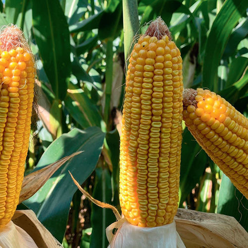 Maissaat für Getreide - DS1897B - Brevant - Silage / hybrid
