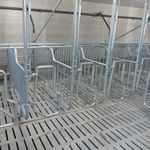 Tr&auml;chtigkeitsk&auml;fig f&uuml;r Schweine