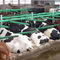 LiegeboxFlexStall™Cow-Welfare