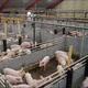 Trennwand für Zuchtzwecke / für Schweine / PVC
