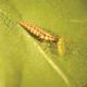 Fliege Florfliegenlarve / Laus / Schildlaus / gegen Thrips