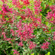 Staude-Blumenpflanzling / rosa / für Schnitt / für Pflanzgefäß