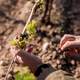 Band für Pflanzen / für Weinbau / Baum / Gummi