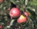 Arboles frutales