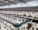 Sistemas automáticos de distribución de alimentos