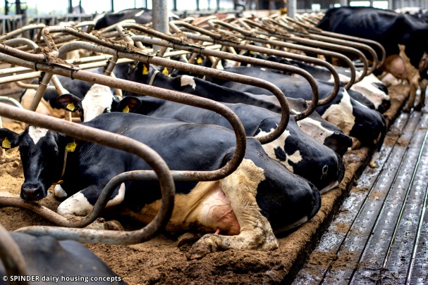 Spinder Dairy Housing Concepts Photo 1