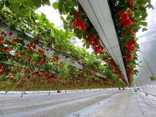 HYDROPONIC SYSTEMS INTERNATIONAL Photo 5