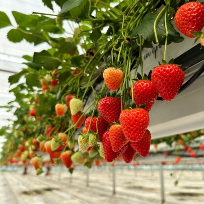HYDROPONIC SYSTEMS INTERNATIONAL Photo 6