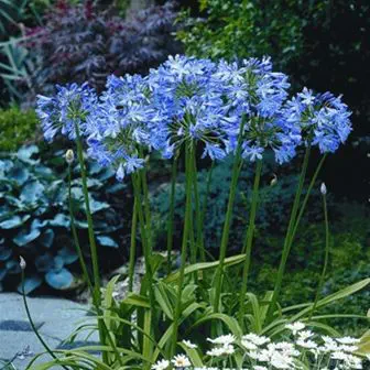 Plantón floral perenne - Agapanthus 'Blue Heaven' - AG 3 Inc - azul / para  macizo / para maceta