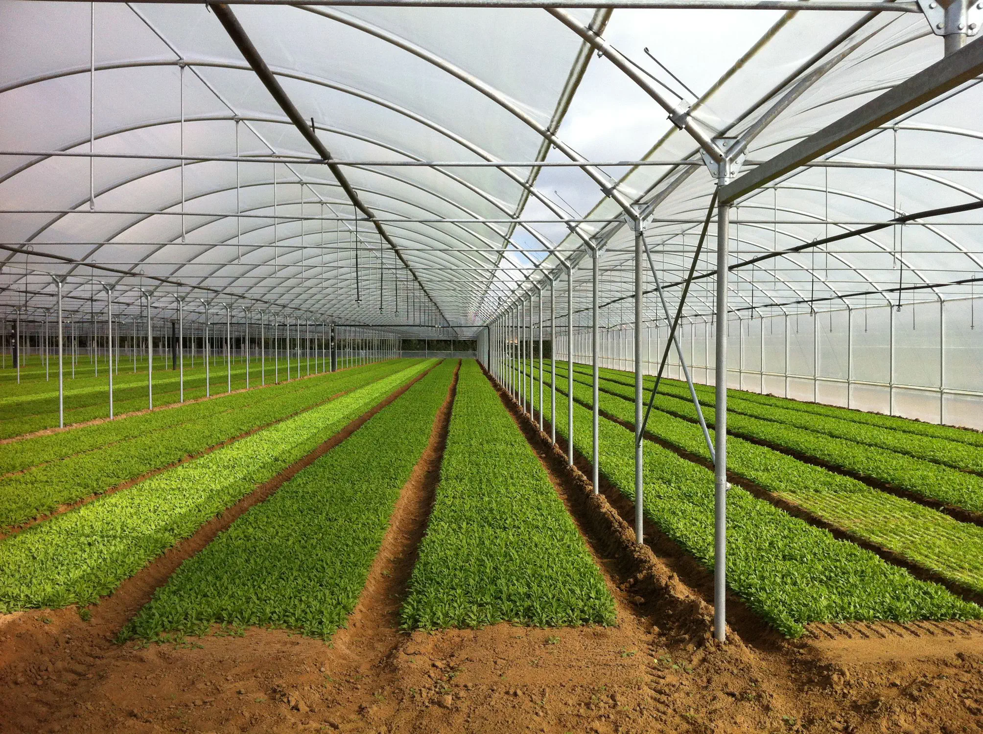 KESSER Invernadero Túnel De 800x300 Cm, Con 16 Ventanas Y Puerta, Armazón De Acero, 170 G/m², Incluye Guantes Y Cuerdas, Protege Tus Plantas Del Frío Y Plagas