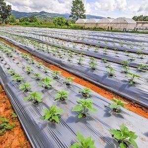 recubrimiento para horticultura transparente