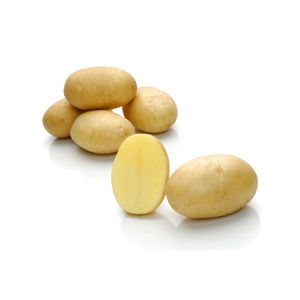 semilla de patata precoz