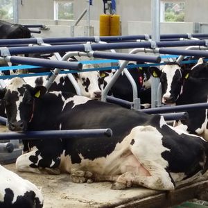 colchón para vacas de caucho / para casillas