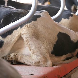 colchón para vacas de caucho